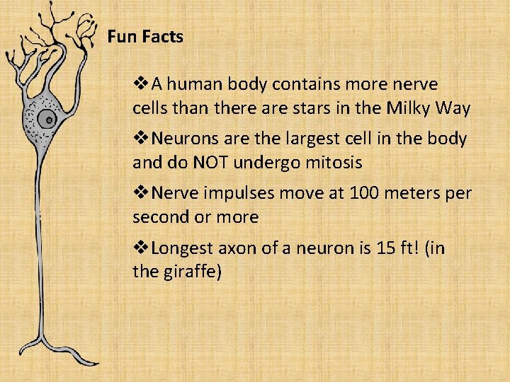 Fun Facts v. A human body contains more nerve cells than there are stars