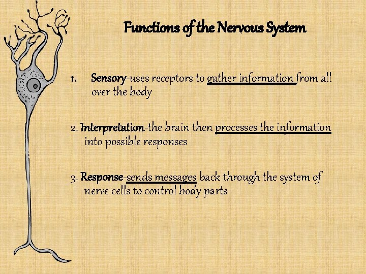 Functions of the Nervous System 1. Sensory-uses receptors to gather information from all over