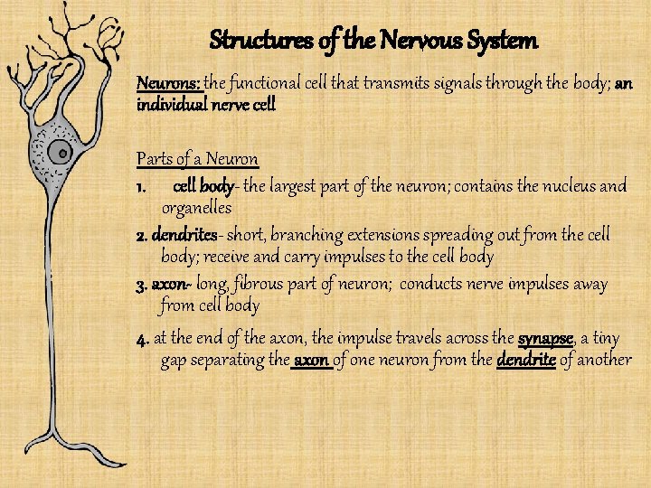 Structures of the Nervous System Neurons: the functional cell that transmits signals through the