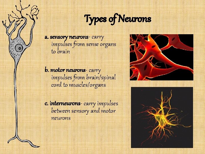 Types of Neurons a. sensory neurons- carry impulses from sense organs to brain b.