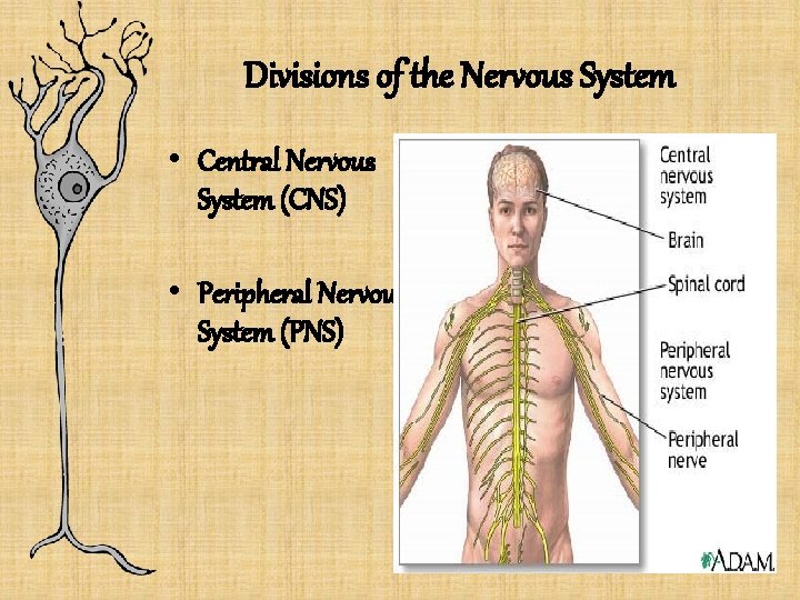 Divisions of the Nervous System • Central Nervous System (CNS) • Peripheral Nervous System