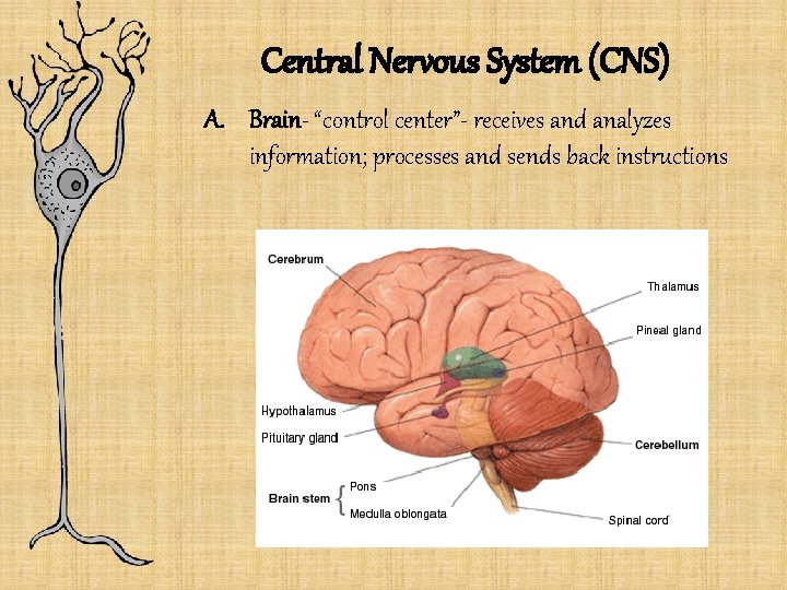 Central Nervous System (CNS) A. Brain- “control center”- receives and analyzes information; processes and