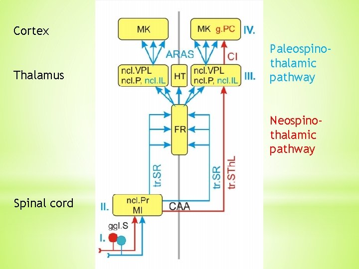 Cortex Thalamus Paleospinothalamic pathway Neospinothalamic pathway Spinal cord Cortex Thalamus Paleospinothalamic pathway Neospinothalamic pathway Spinal cord