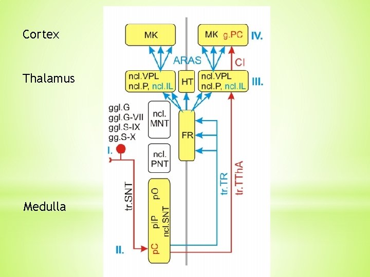 Cortex Thalamus Medulla Cortex Thalamus Medulla