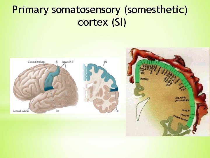 Primary somatosensory (somesthetic) cortex (SI) Primary somatosensory (somesthetic) cortex (SI)
