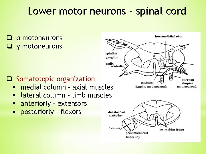 Lower motor neurons – spinal cord q α motoneurons q γ motoneurons q Somatotopic Lower motor neurons – spinal cord q α motoneurons q γ motoneurons q Somatotopic