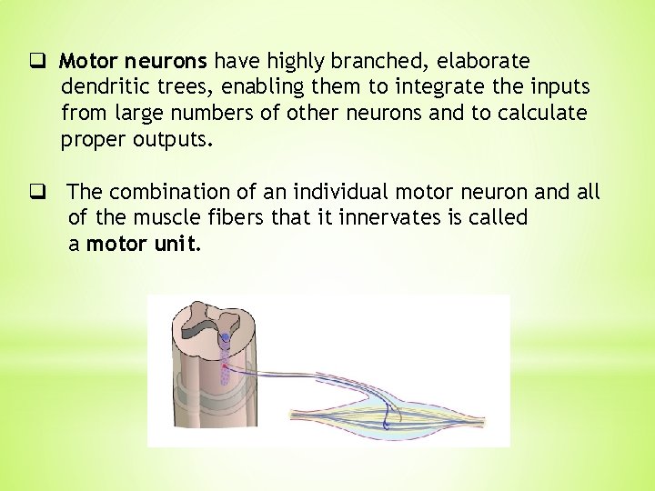 q Motor neurons have highly branched, elaborate dendritic trees, enabling them to integrate the q Motor neurons have highly branched, elaborate dendritic trees, enabling them to integrate the