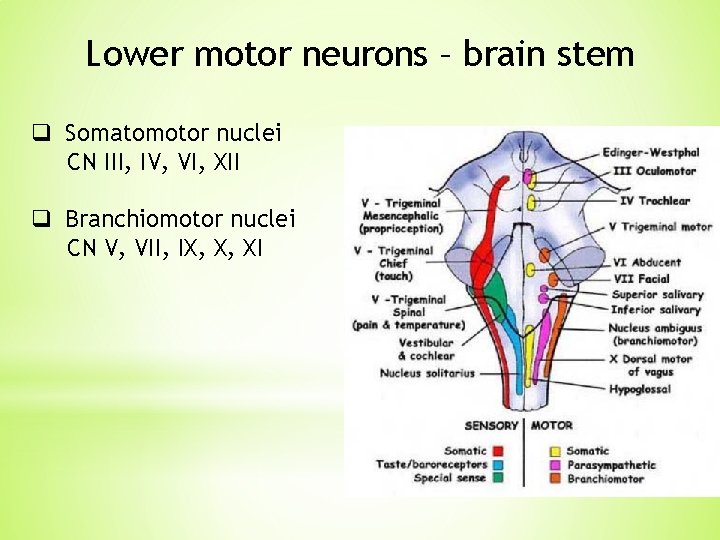 Lower motor neurons – brain stem q Somatomotor nuclei CN III, IV, VI, XII Lower motor neurons – brain stem q Somatomotor nuclei CN III, IV, VI, XII