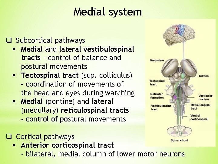 Medial system q Subcortical pathways § Medial and lateral vestibulospinal tracts - control of Medial system q Subcortical pathways § Medial and lateral vestibulospinal tracts - control of