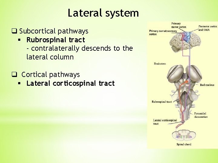 Lateral system q Subcortical pathways § Rubrospinal tract - contralaterally descends to the lateral Lateral system q Subcortical pathways § Rubrospinal tract - contralaterally descends to the lateral