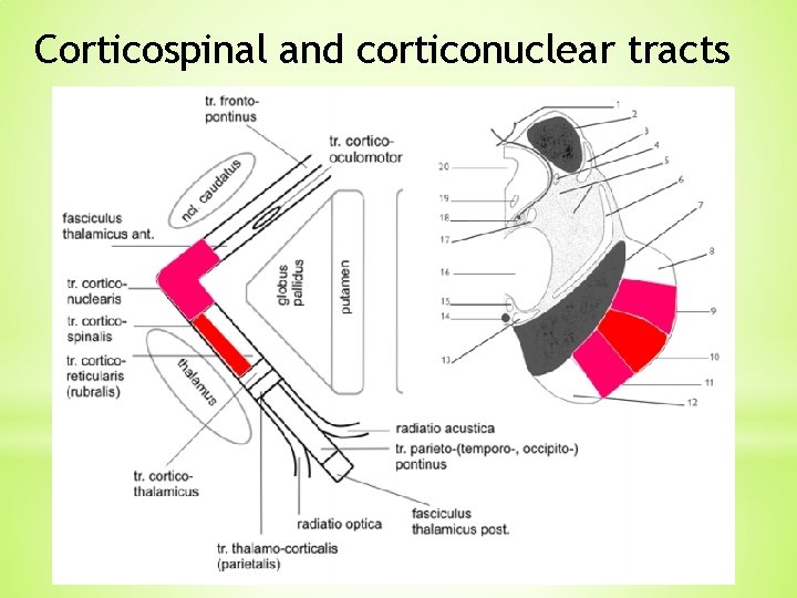 Corticospinal and corticonuclear tracts Corticospinal and corticonuclear tracts