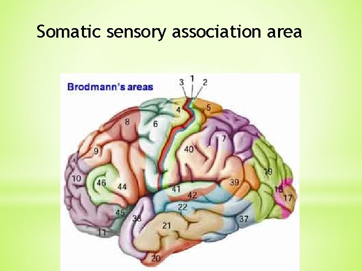 Somatic sensory association area Somatic sensory association area