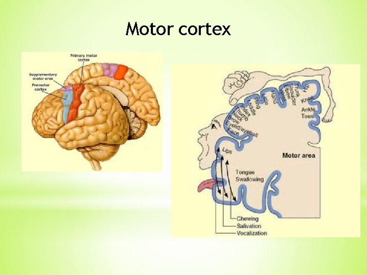 Motor cortex Motor cortex