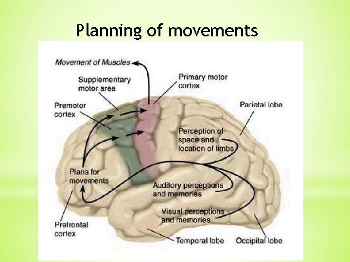 Planning of movements Planning of movements