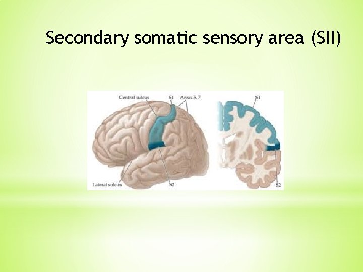 Secondary somatic sensory area (SII) Secondary somatic sensory area (SII)
