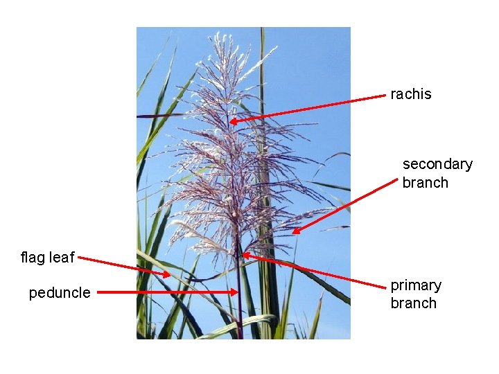 rachis secondary branch flag leaf peduncle primary branch 