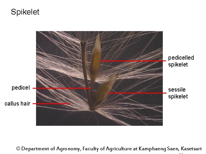 Spikelet pedicelled spikelet pedicel sessile spikelet callus hair © Department of Agronomy, Faculty of