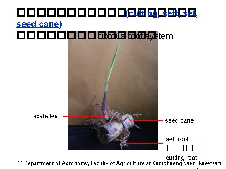 ��������� (cutting, sett, seed cane) ������� fibrous root system scale leaf seed cane sett