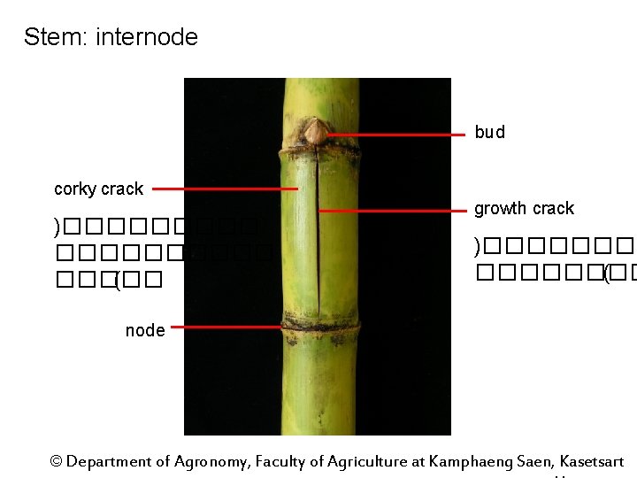 Stem: internode bud corky crack )��������� ( growth crack )�������� ( node © Department