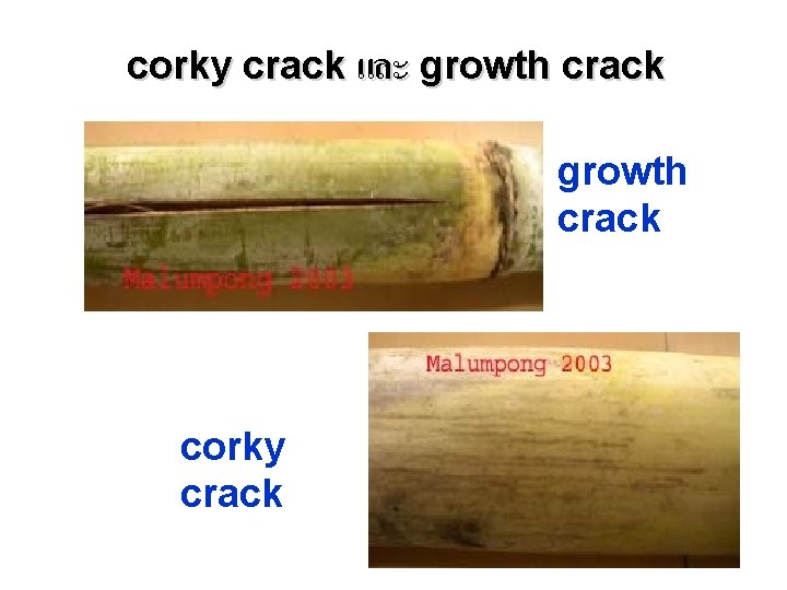 corky crack และ growth crack corky crack 