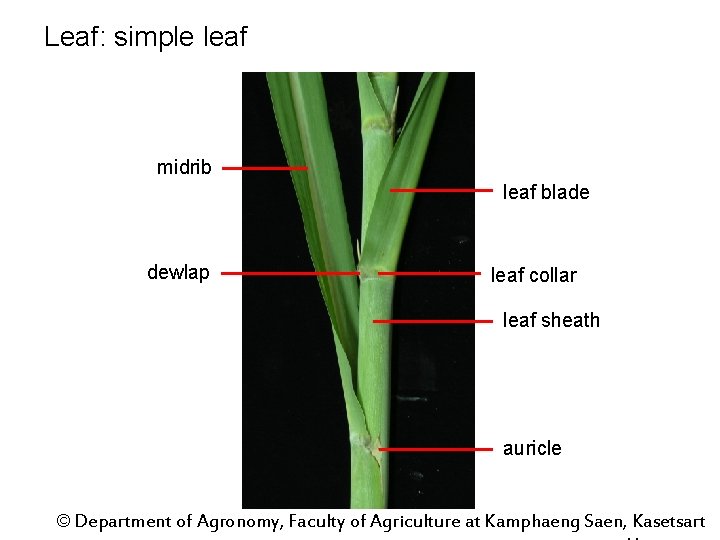 Leaf: simple leaf midrib leaf blade dewlap leaf collar leaf sheath auricle © Department