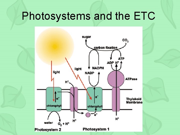 Photosystems and the ETC 