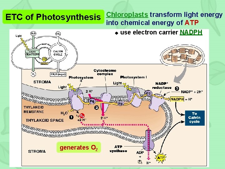 ETC of Photosynthesis Chloroplasts transform light energy into chemical energy of ATP u generates