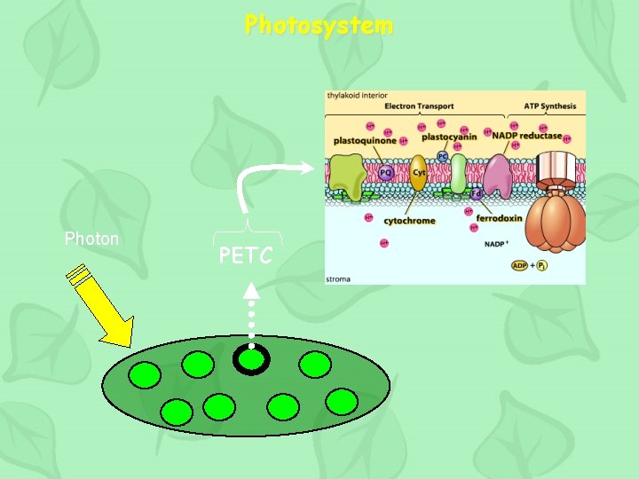 Photosystem Photon PETC 