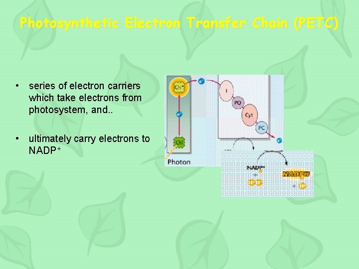 Photosynthetic Electron Transfer Chain (PETC) • series of electron carriers which take electrons from