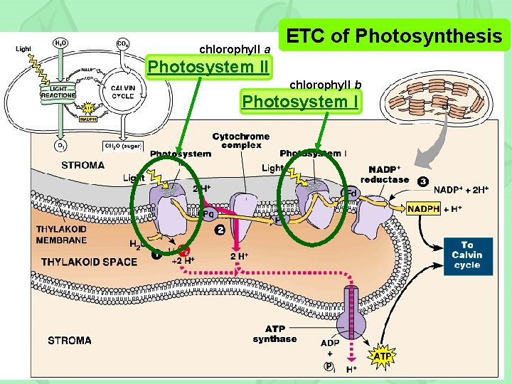 chlorophyll a ETC of Photosynthesis Photosystem II chlorophyll b Photosystem I 