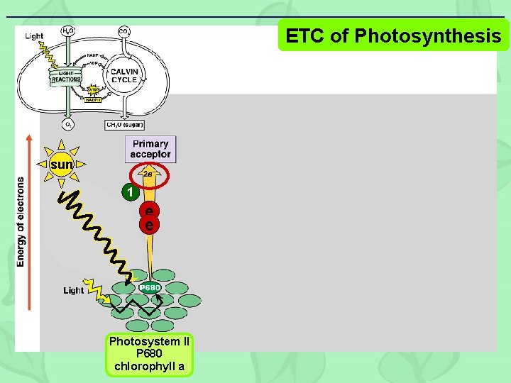 ETC of Photosynthesis sun 1 e e Photosystem II P 680 chlorophyll a 