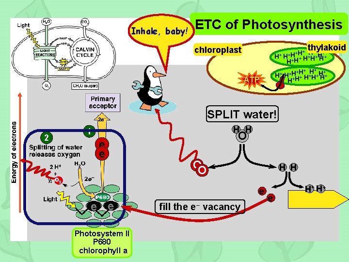 Inhale, baby! ETC of Photosynthesis thylakoid chloroplast + +H+ H H+ + H+ H+H