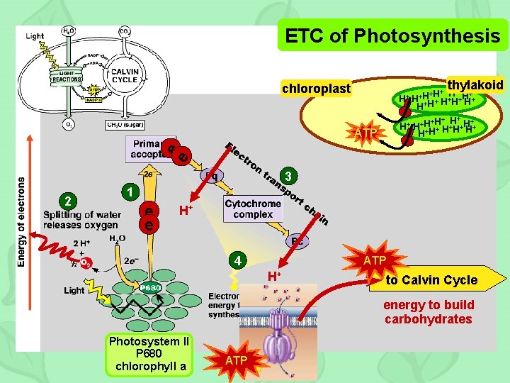 ETC of Photosynthesis thylakoid chloroplast H+ + +H+ H H+ + H H+ H+