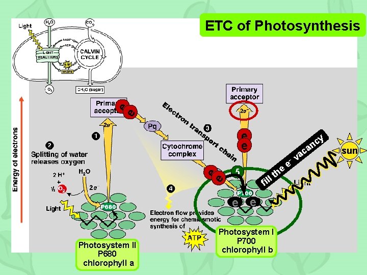 e e ETC of Photosynthesis e e c an – e e 5 fil