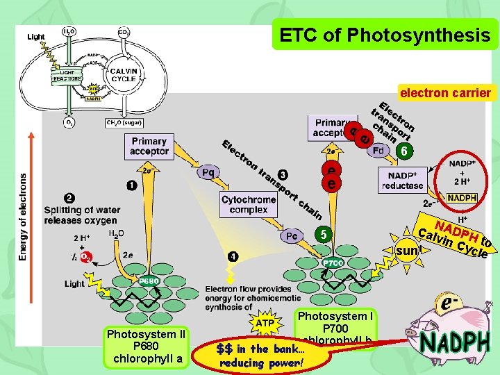 ETC of Photosynthesis e e electron carrier 6 e e 5 Photosystem II P