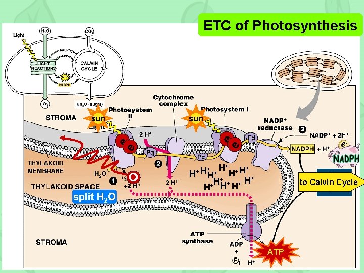 ETC of Photosynthesis sun e e sun O split H 2 O H+ +