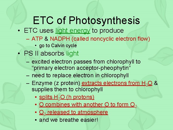 ETC of Photosynthesis • ETC uses light energy to produce – ATP & NADPH