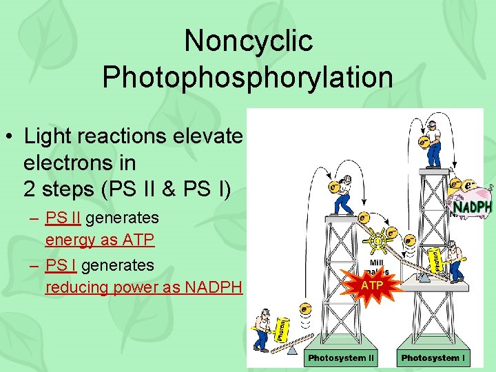 Noncyclic Photophosphorylation • Light reactions elevate electrons in 2 steps (PS II & PS