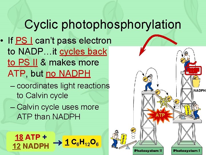 Cyclic photophosphorylation • If PS I can’t pass electron to NADP…it cycles back to