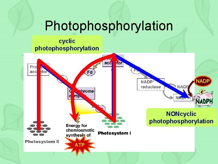 Photophosphorylation cyclic photophosphorylation NADP NONcyclic photophosphorylation ATP 