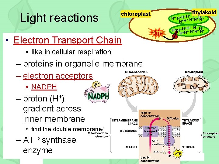 Light reactions • Electron Transport Chain • like in cellular respiration – proteins in