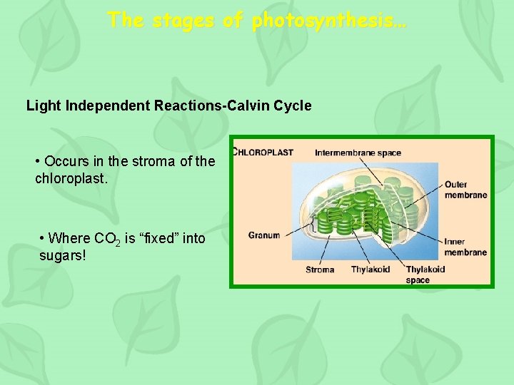 The stages of photosynthesis… Light Independent Reactions-Calvin Cycle • Occurs in the stroma of