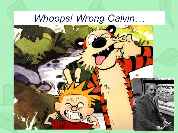 Whoops! Wrong Calvin… The Calvin Cycle 