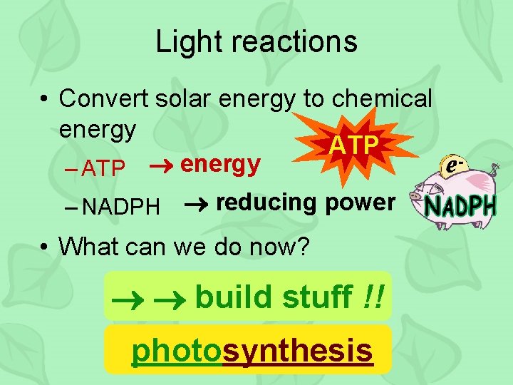 Light reactions • Convert solar energy to chemical energy ATP – ATP energy –