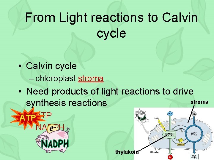 From Light reactions to Calvin cycle • Calvin cycle – chloroplast stroma • Need