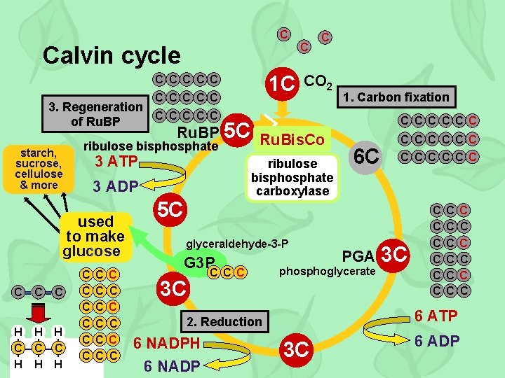 C Calvin cycle 1 C C C 3. Regeneration C C C of Ru.