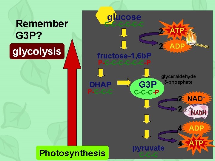 Remember G 3 P? glycolysis glucose C-C-C-C 2 ATP 2 ADP fructose-1, 6 b.