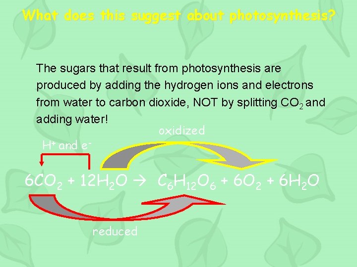 What does this suggest about photosynthesis? The sugars that result from photosynthesis are produced