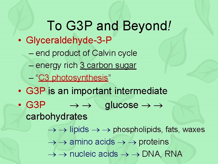 To G 3 P and Beyond! • Glyceraldehyde-3 -P – end product of Calvin