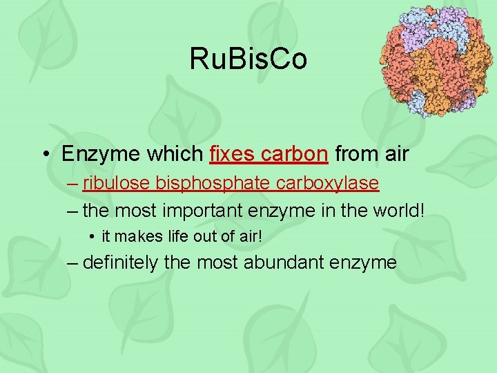 Ru. Bis. Co • Enzyme which fixes carbon from air – ribulose bisphosphate carboxylase